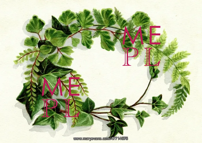 : Artwork by Florence Auerbach, spray of green leaves : Artwork by Florence Auerbach, spray of green leaves