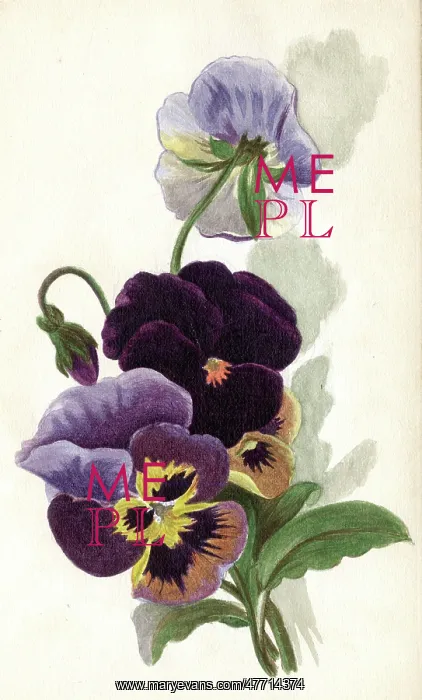 : Artwork by Florence Auerbach, variegated pansies : Artwork by Florence Auerbach, variegated pansies