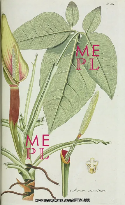 : Arum auritum : Arum auritum