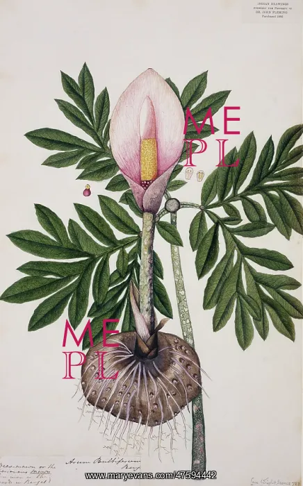 : Arum bulbiferum, lily : Arum bulbiferum, lily