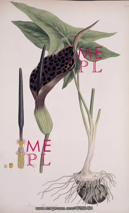  : Arum dioscoridis