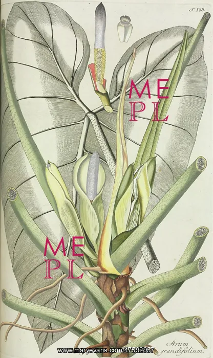 : Arum grandiflorum : Arum grandiflorum