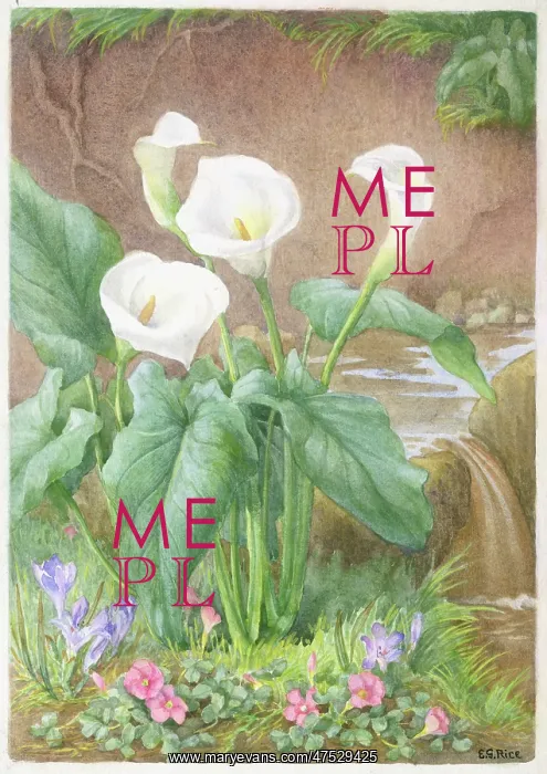 : Arum Lilies, Babiaantje and Zuuring : Arum Lilies, Babiaantje and Zuuring