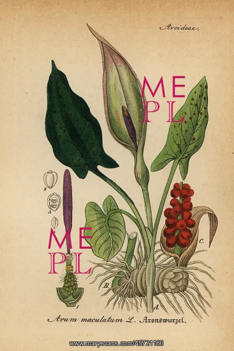 : Arum lily, Arum maculatum : Arum lily, Arum maculatum