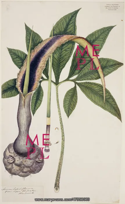  : Arum sessiliflorum, voodoo lily