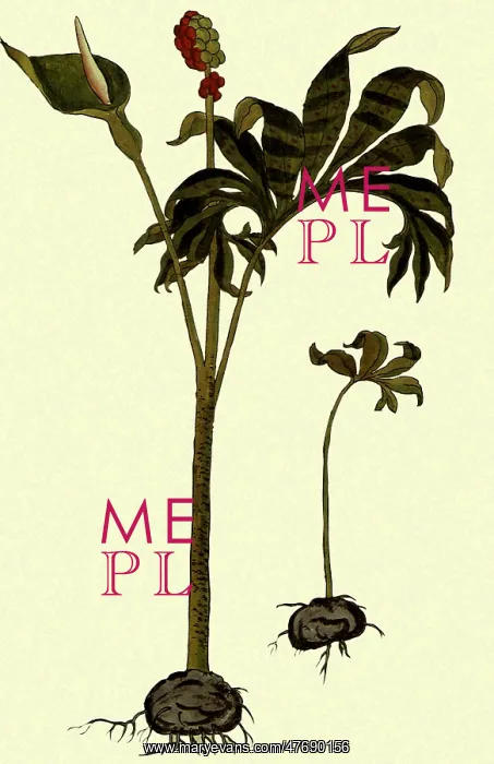  : Arum, Showing Flower and Fruit