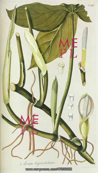 : Arum tripartitum : Arum tripartitum