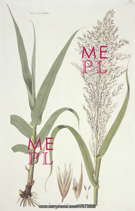 : Arundo donax, giant reed : Arundo donax, giant reed