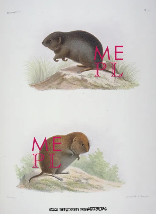 : Arvicola melanogaster, water vole : Arvicola melanogaster, water vole