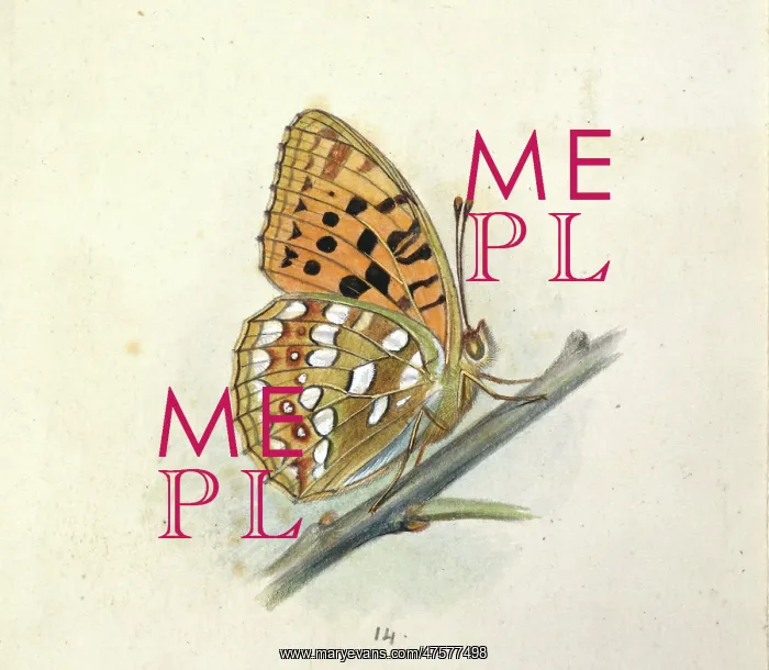: Arygynnis adippe, high brown fritillary : Arygynnis adippe, high brown fritillary