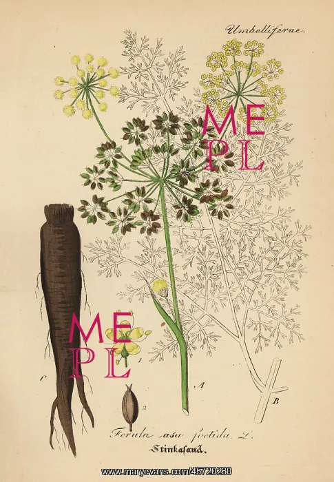 : Asafoetida, Ferula assa-foetida : Asafoetida, Ferula assa-foetida