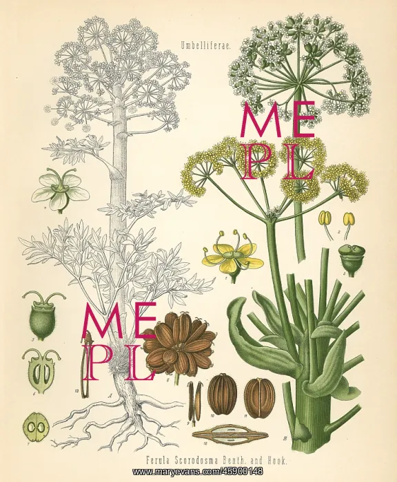 : Asafoetida, Ferula foetida : Asafoetida, Ferula foetida