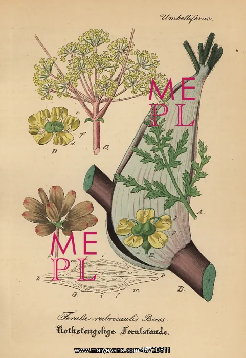 : Asafoetida, Ferula rubricaulis : Asafoetida, Ferula rubricaulis