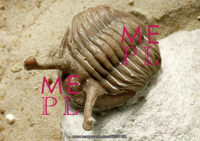 : Asaphus (Neoasaphus) kowalewskii, stalk- eyed trilobite : Asaphus (Neoasaphus) kowalewskii, stalk- eyed trilobite