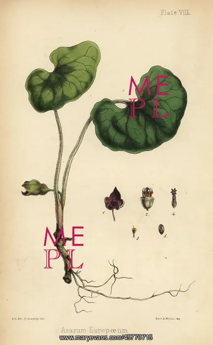 : Asarabacca, Asarum europaeum : Asarabacca, Asarum europaeum