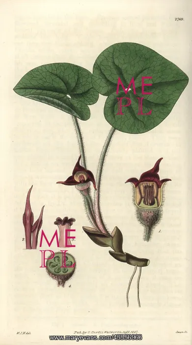 : Asarum canadense, Canadian asarabaca or wild ginger : Asarum canadense, Canadian asarabaca or wild ginger