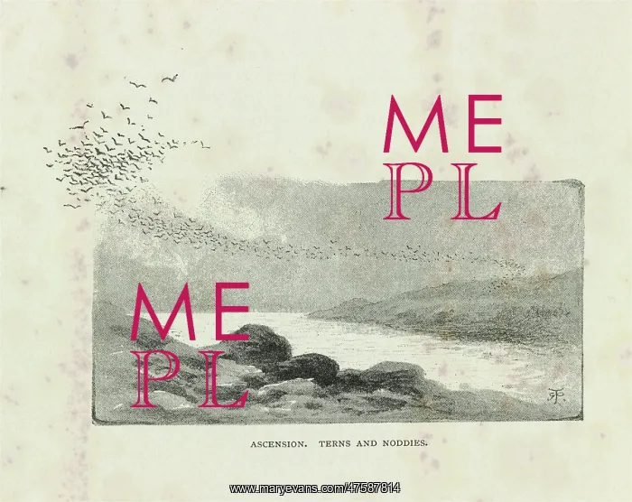 : Ascension, Terns and Noddies : Ascension, Terns and Noddies