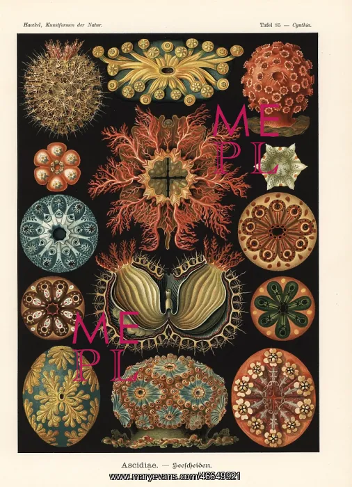 : Ascidiae or sea squirts : Ascidiae or sea squirts