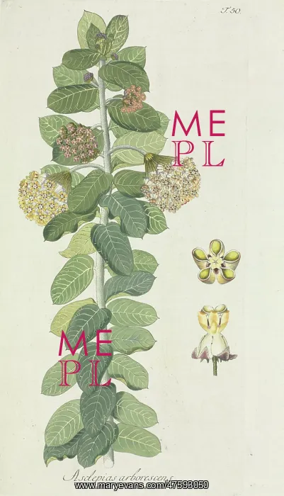 : Asclepias arborescens : Asclepias arborescens