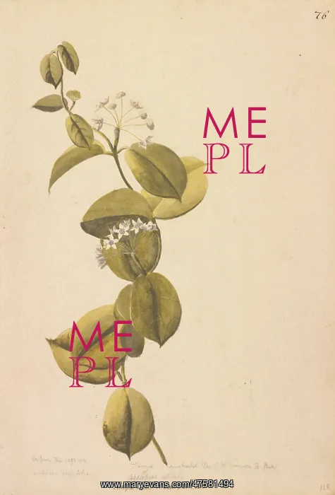 : Asclepias volubilis : Asclepias volubilis