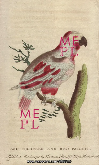 : Ash-colored and red parrot or African grey : Ash-colored and red parrot or African grey