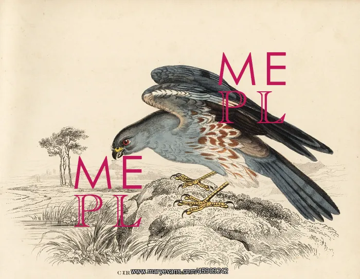 : Ash-coloured harrier, Circus cineraceus : Ash-coloured harrier, Circus cineraceus