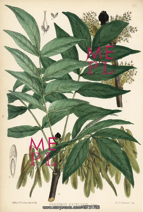 : Ash tree, Fraxinus excelsior : Ash tree, Fraxinus excelsior