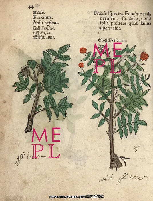 : Ash tree, Fraxinus species : Ash tree, Fraxinus species