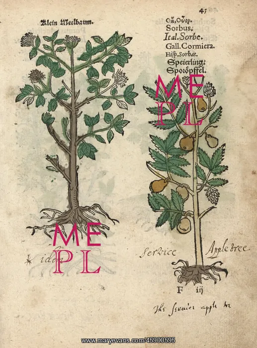 : Ash tree, Fraxinus species : Ash tree, Fraxinus species