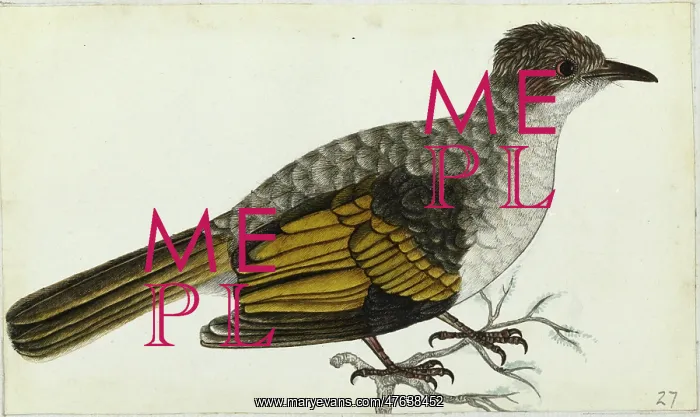 : Ashy Bulbul, Hemixos flavala : Ashy Bulbul, Hemixos flavala