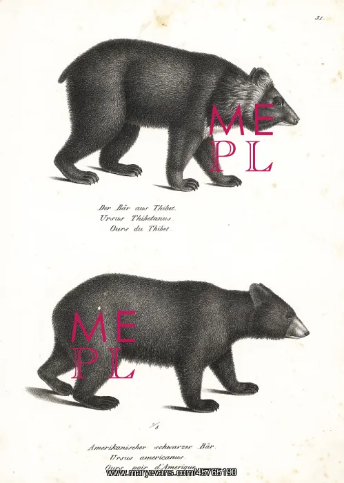 : Asian black bear and American black bear : Asian black bear and American black bear