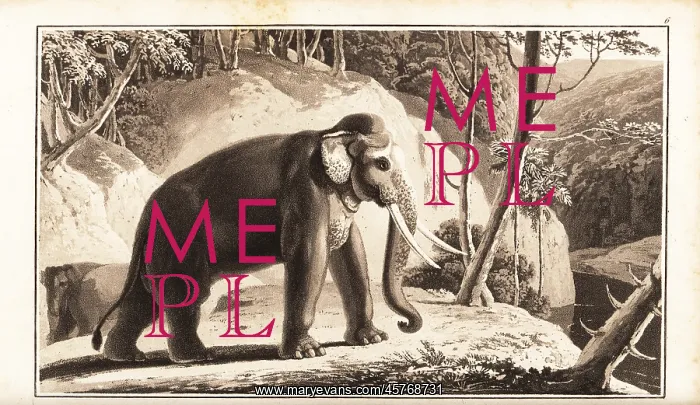 : Asian elephant, Elephas maximus, endangered : Asian elephant, Elephas maximus, endangered
