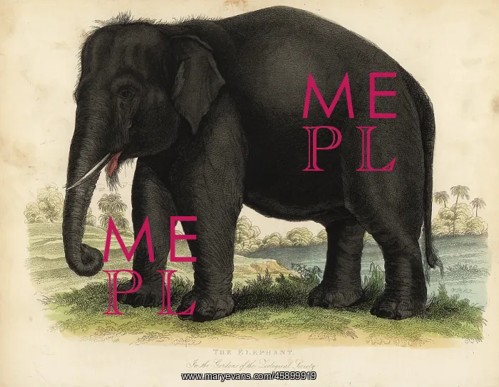 : Asian elephant, Elephas maximus, endangered : Asian elephant, Elephas maximus, endangered