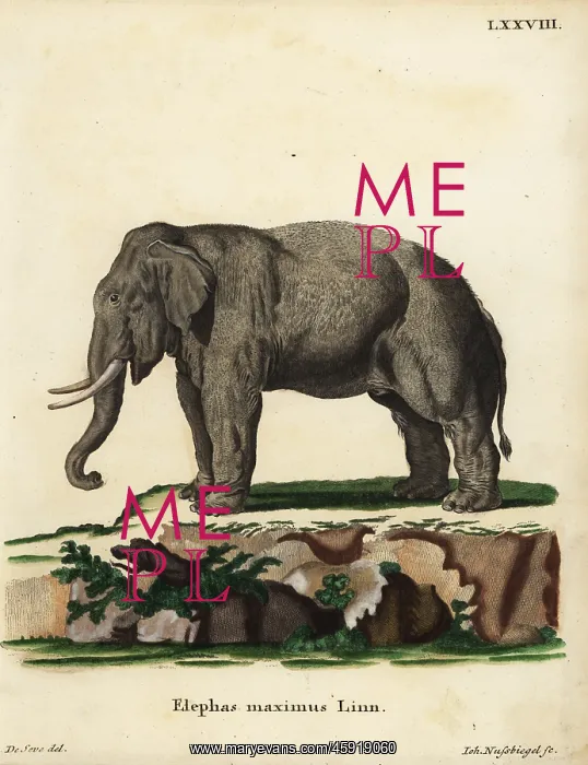 : Asian elephant, Elephas maximus. Endangered : Asian elephant, Elephas maximus. Endangered