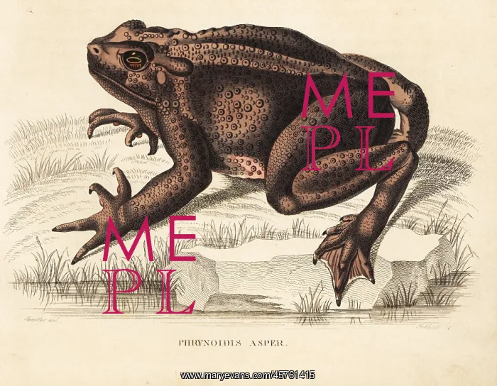: Asian giant toad, Bufo asper : Asian giant toad, Bufo asper