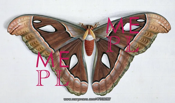 : Asian moth : Asian moth