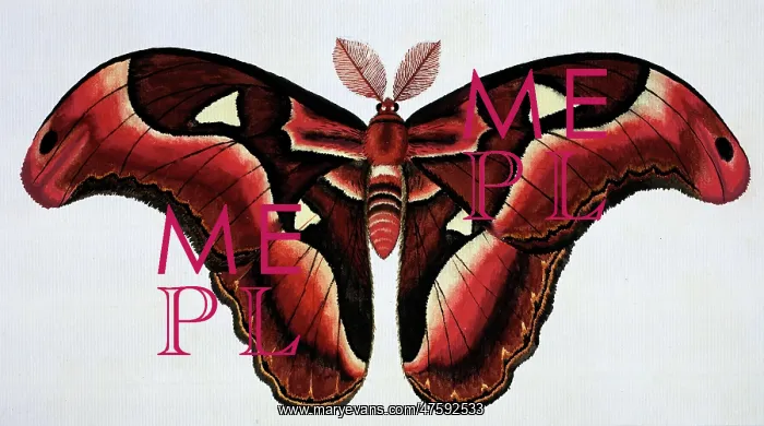 : Asian moth : Asian moth