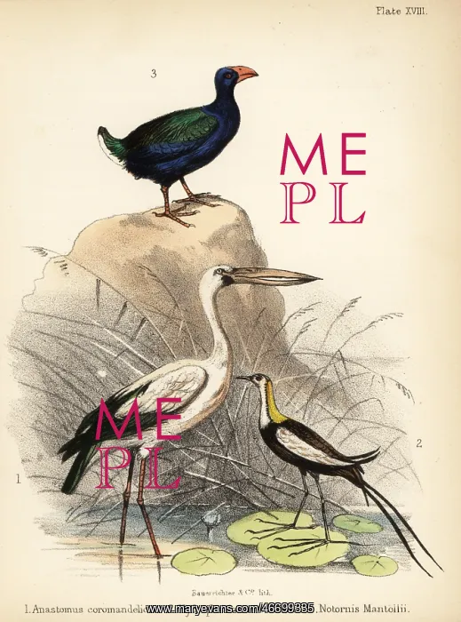 : Asian openbill, pheasant-tailed jacana and takahe : Asian openbill, pheasant-tailed jacana and takahe