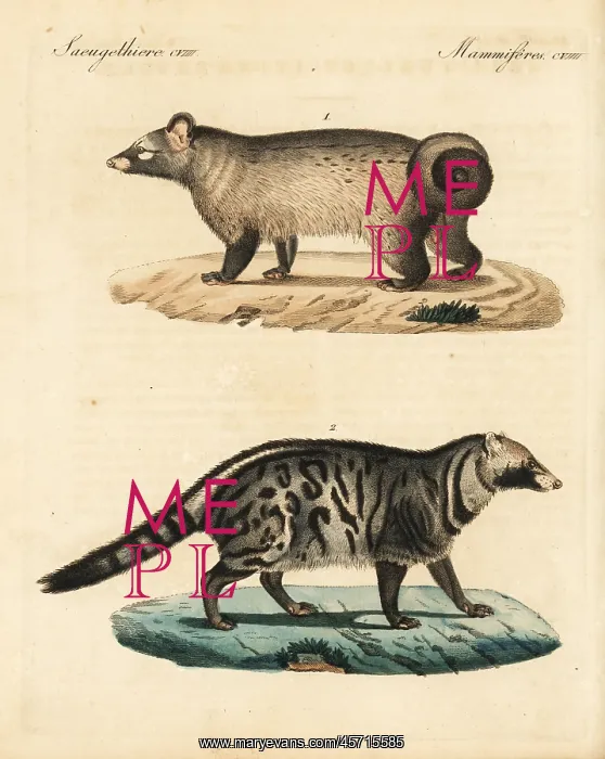 : Asian palm civet and African civet : Asian palm civet and African civet