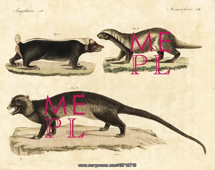 : Asian palm civet, greater grison, and Sunda stink badger : Asian palm civet, greater grison, and Sunda stink badger