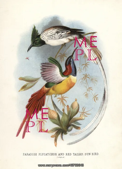 : Asian paradise-flycatcher, Terpsiphone paradisi : Asian paradise-flycatcher, Terpsiphone paradisi