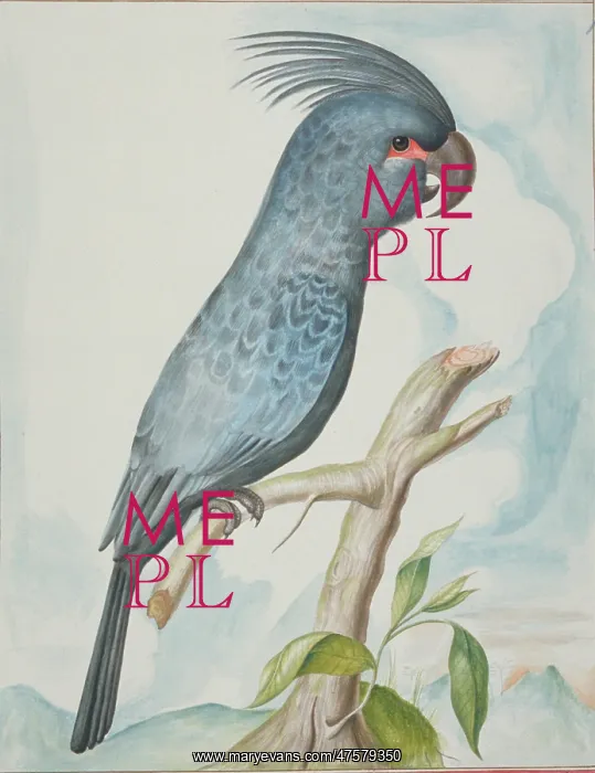 : An Asian parrot illustration : An Asian parrot illustration