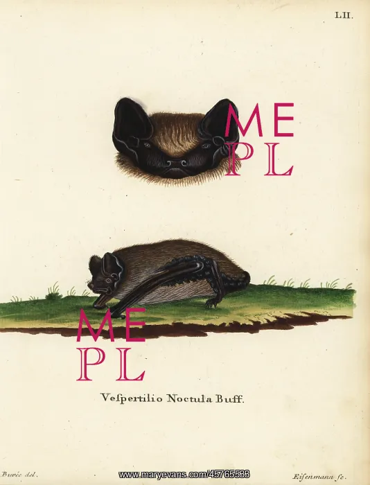 : Asian particoloured bat, Vespertilio sinensis noctula : Asian particoloured bat, Vespertilio sinensis noctula