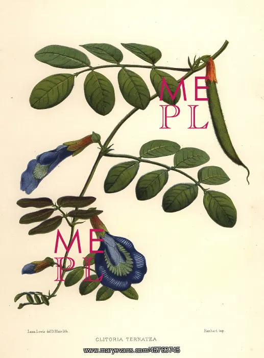 : Asian pigeonwings, butterfly pea or Darwin : Asian pigeonwings, butterfly pea or Darwin