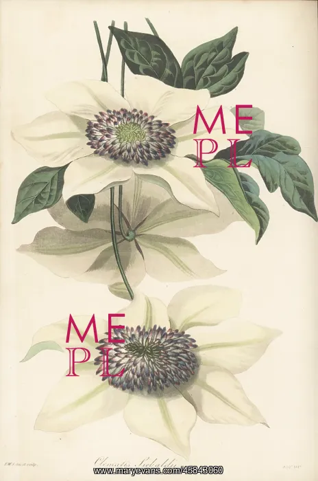 : Asian virginsbower, Clematis florida : Asian virginsbower, Clematis florida