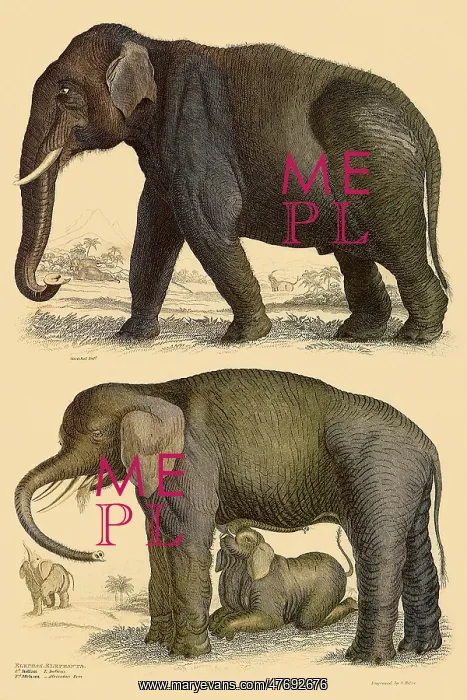  : Asiatic Elephant and African Elephant