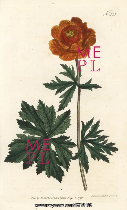 : Asiatic globe-flower, Trollius asiaticus : Asiatic globe-flower, Trollius asiaticus
