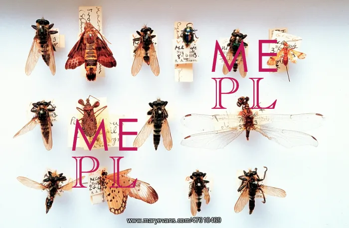 : Asilidae, robber flies : Asilidae, robber flies