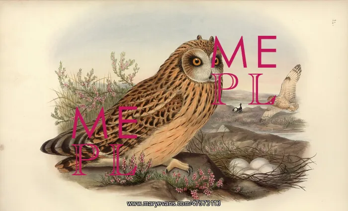 : Asio flammeus, short-eared owl : Asio flammeus, short-eared owl