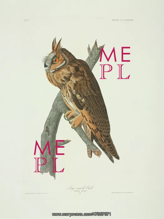  : Asio otus, long-eared owl